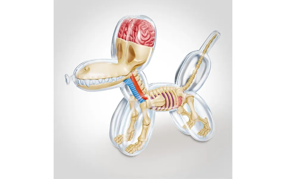 Balloon Dog Anatomy Figure