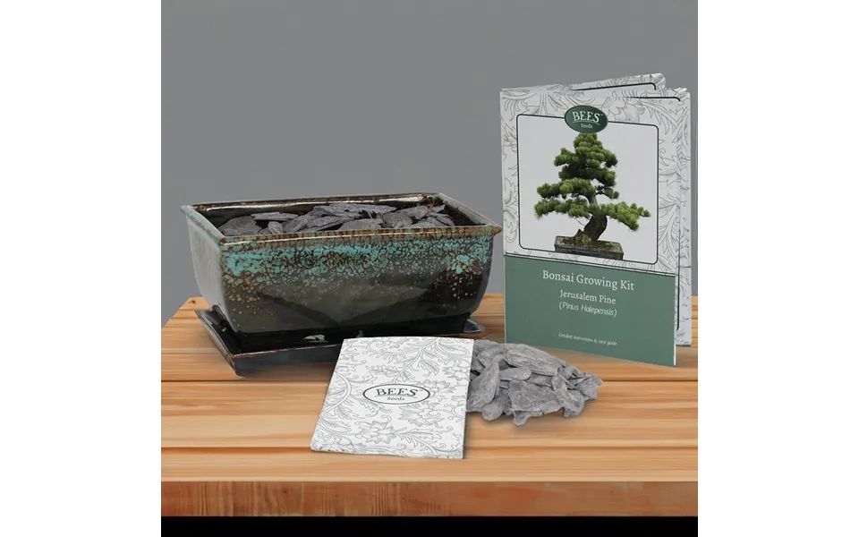 Bonsai Pine Growing Kit