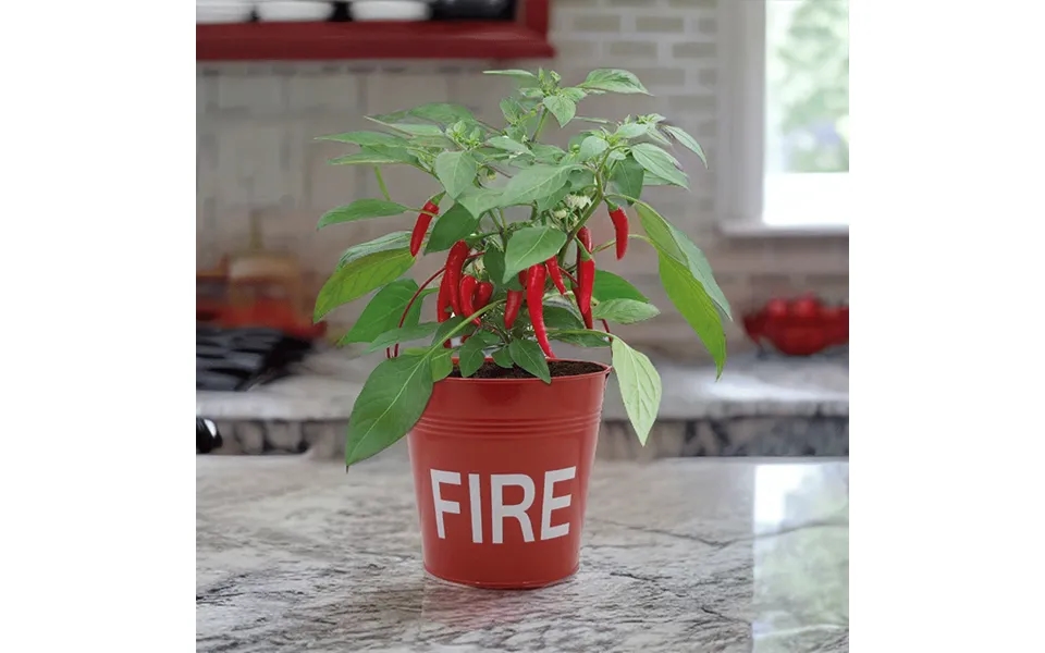 Chilli Fire Bucket Grow Kit