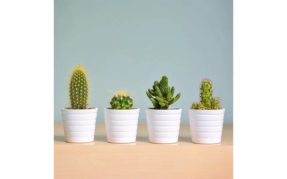 Grow It Cactus Indoor Plant Kit