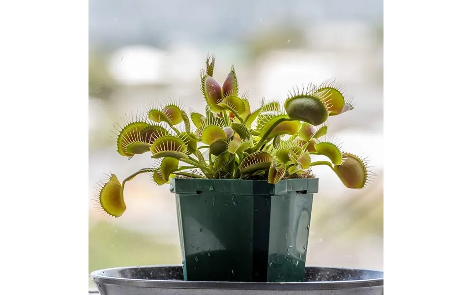Grow Your Own Carnivorous Plants