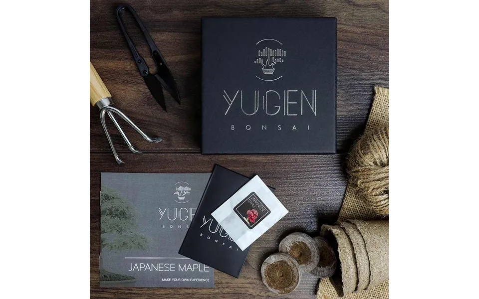 Japanese Maple Bonsai Tree Growing Kit