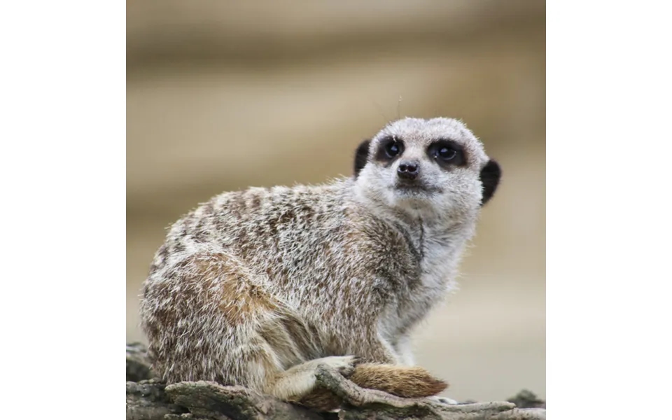 Millets Wildside Meet And Feed The Meerkats For Two