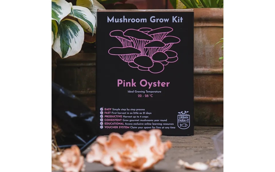 Pink Oyster Mushroom Grow Kit