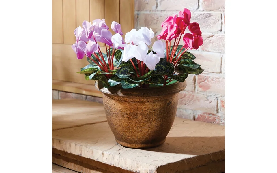 Set-3-cyclamen-picks