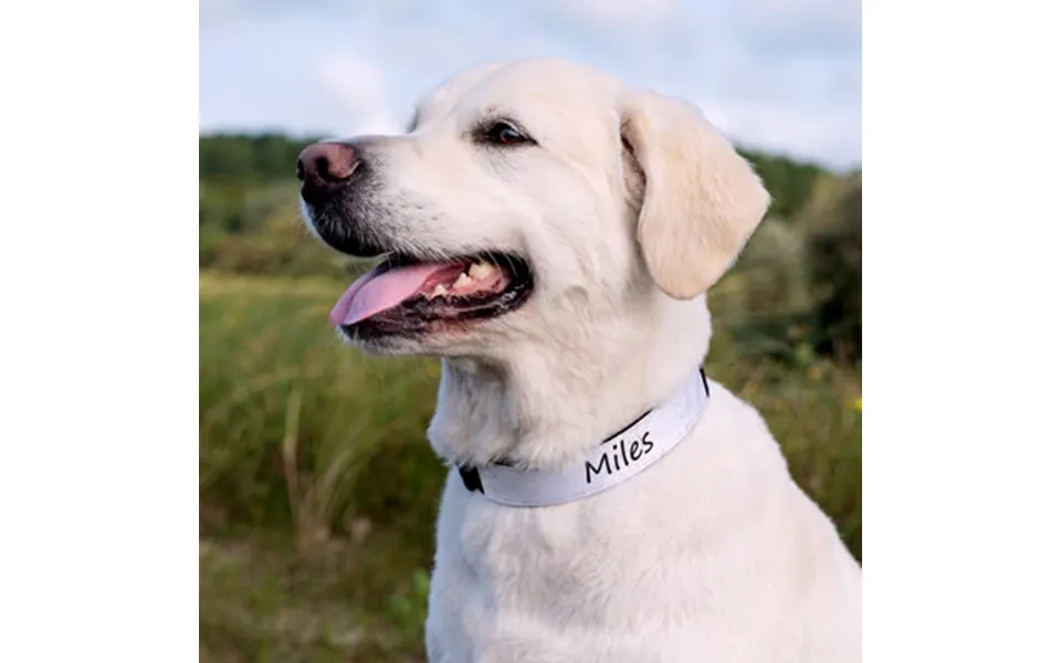 Smartphoto Dog Collar Medium 2cm